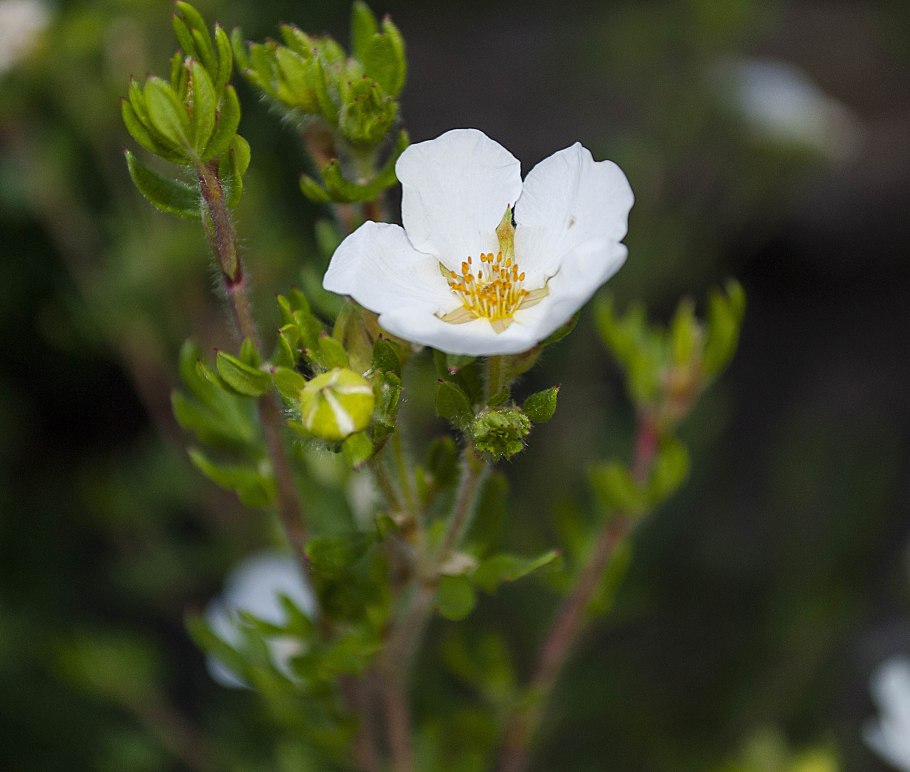 Лапчатка Alba