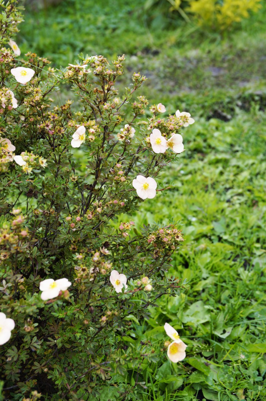 Лапчатка Абботсвуд.