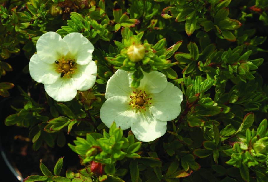 Лапчатка Маккейс Уайт