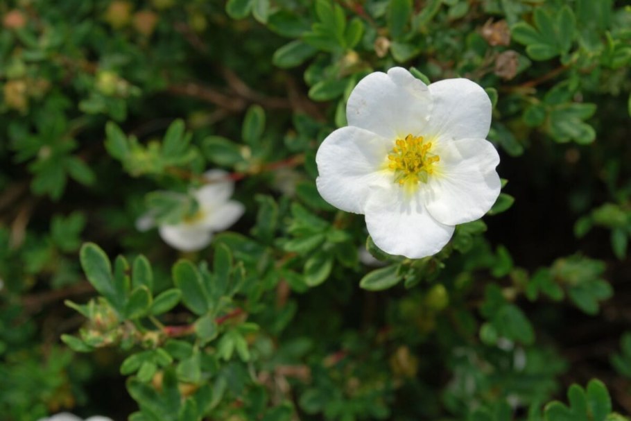 Лапчатка кустарниковая Abbotswood