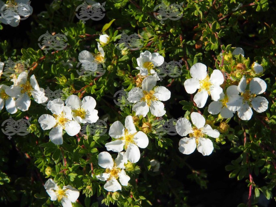 Лапчатка кустарниковая Potentilla fruticosa Abbotswood