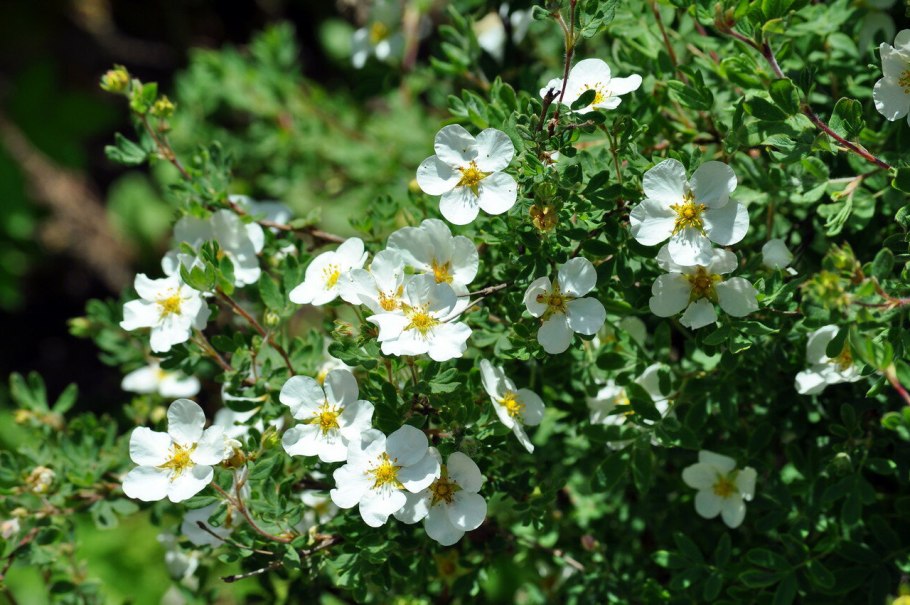 Лапчатка Абботсвуд.