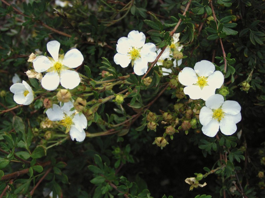 Лапчатка кустарниковая Альба