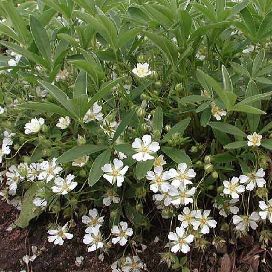 Лапчатка белая Potentilla Alba