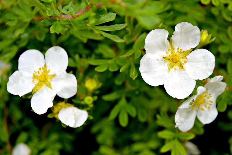 Лапчатка трехзубчатая Нуук