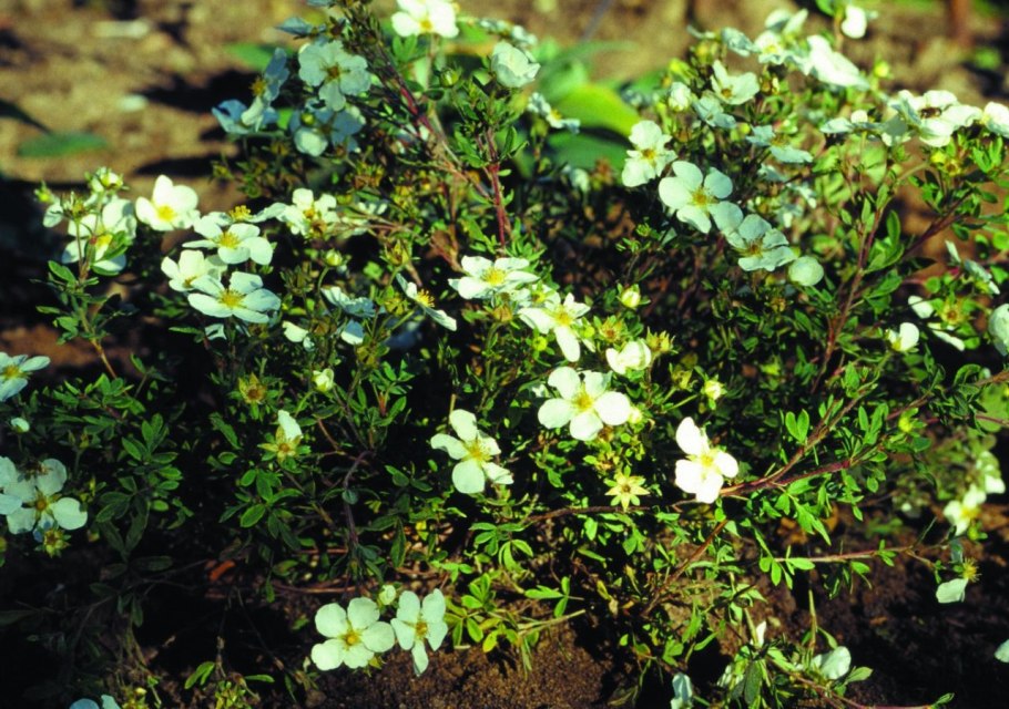 Лапчатка белая трава