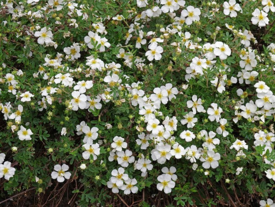 Лапчатка кустарниковая Snowflake