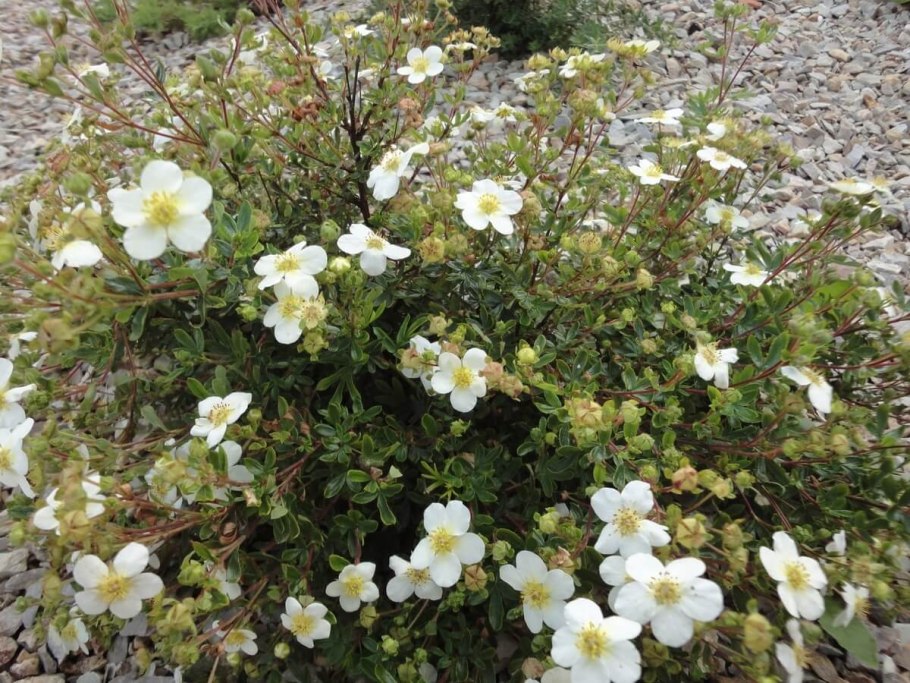 Лапчатка белая Альба