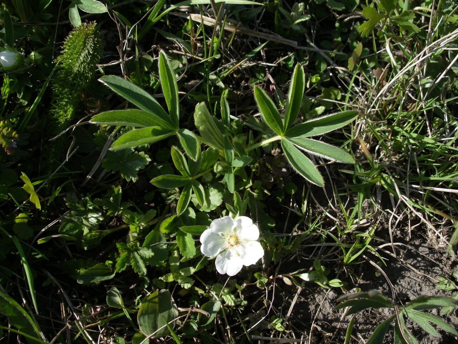Лапчатка кустарниковая Альба