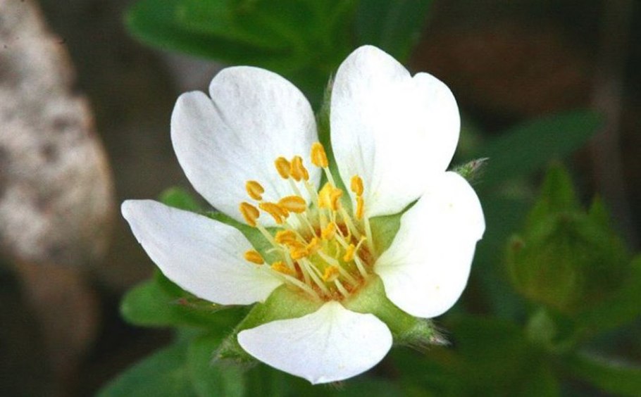 Potentilla fruticosa Abbotswood