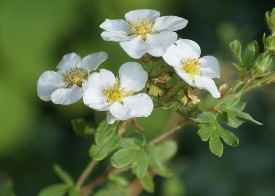 Лапчатка белая, 30 гр.