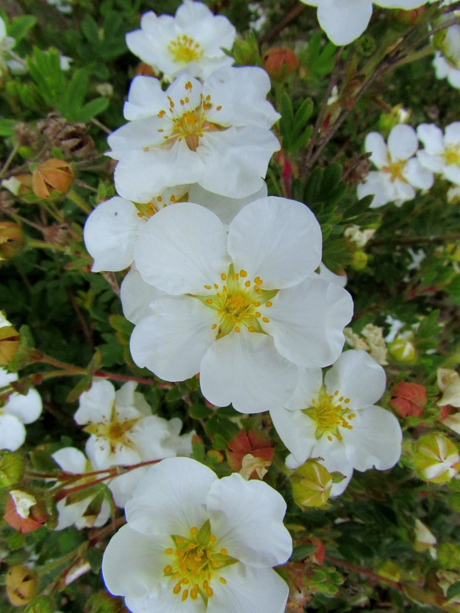 Лапчатка белая Potentilla Alba