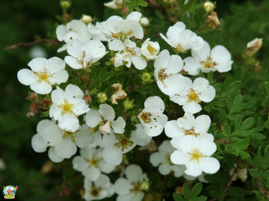 Лапчатка кустарниковая белая