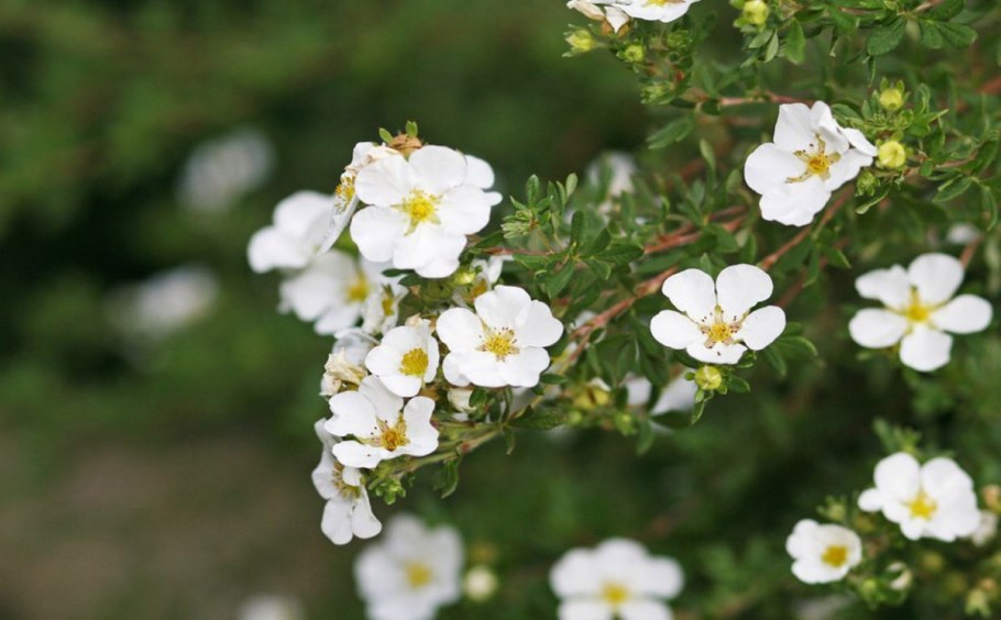 Лапчатка белая Альба