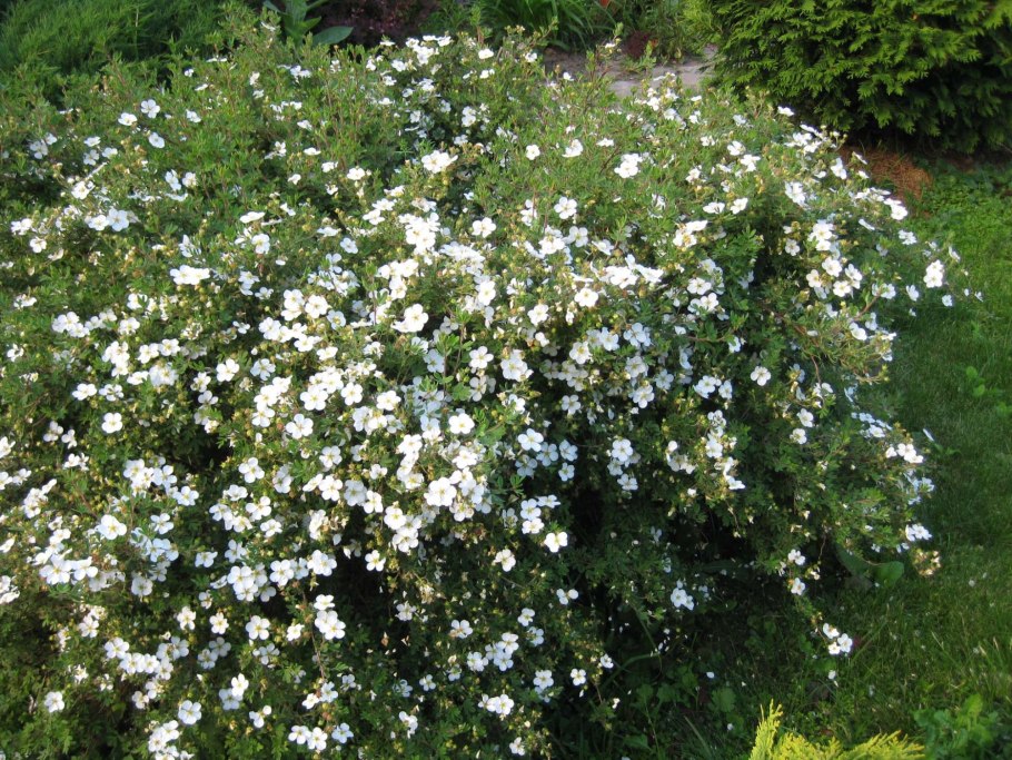 Лапчатка белая Potentilla Alba