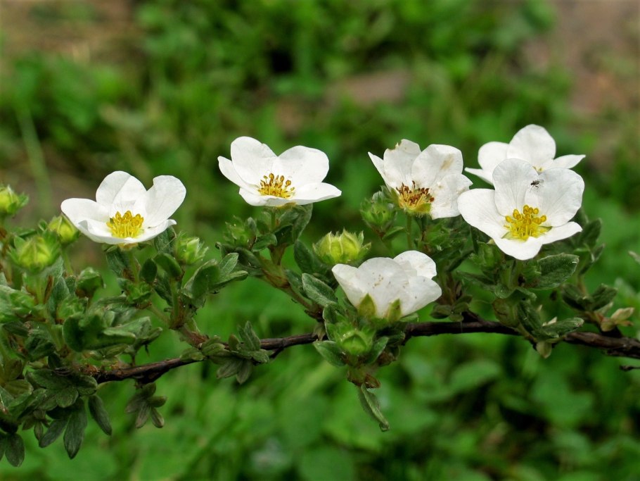 Лапчатка курильская