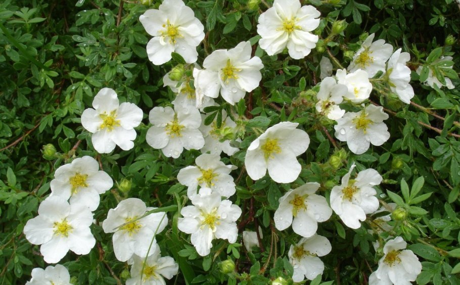 Лапчатка Альба