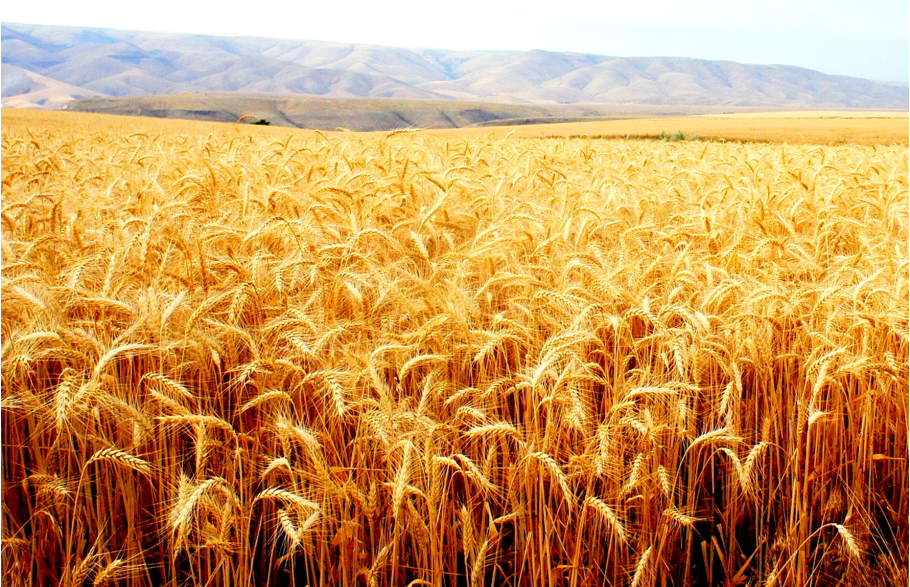 Пшеничное поле Таджикистана