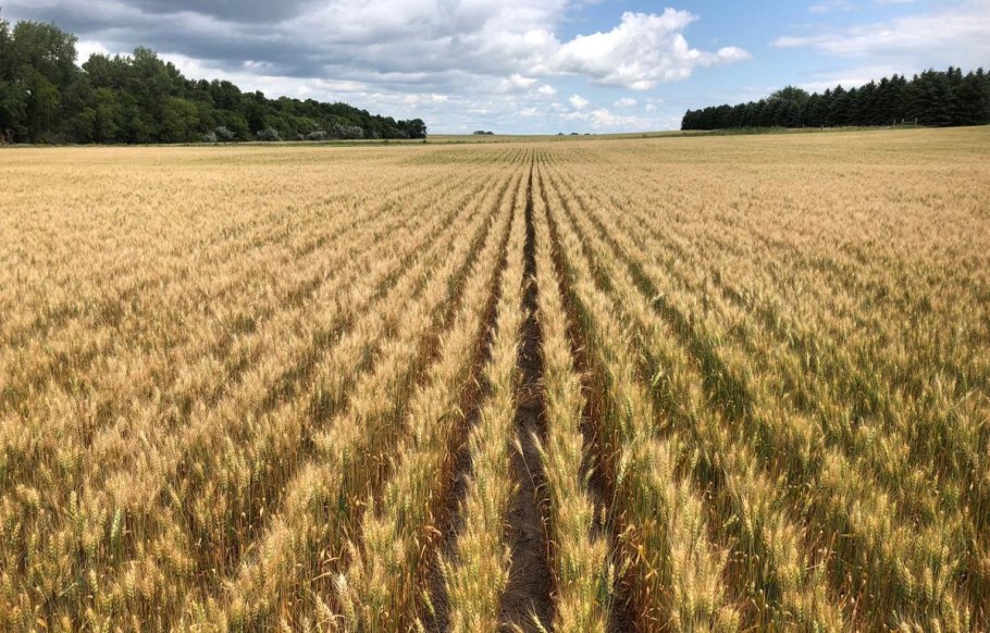 Севооборот многолетних кормовых трав