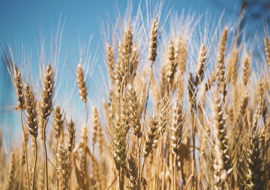 Тритикале солод