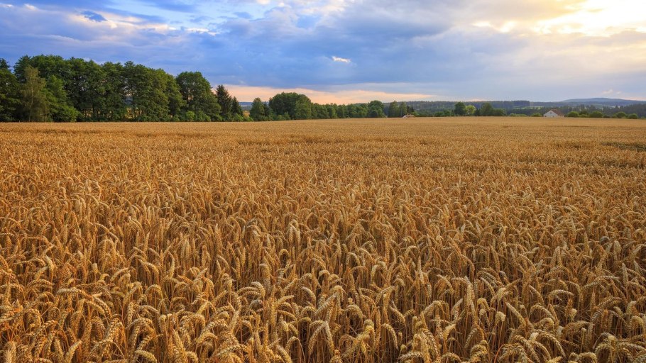 Пшеница однозернянка