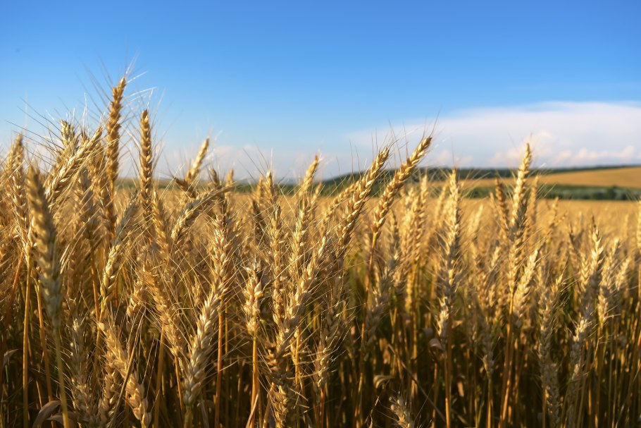 Сорта Кубанской пшеницы Безостая 1 Аврора Кавказ