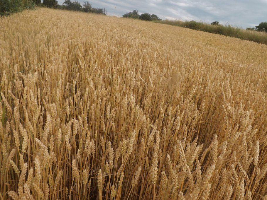 Колос Яровой пшеницы