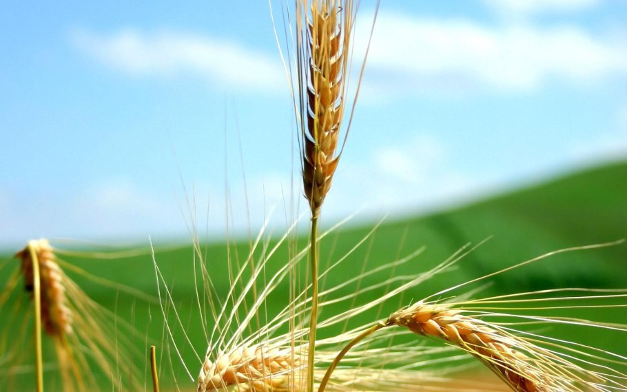 Посев пшеницы