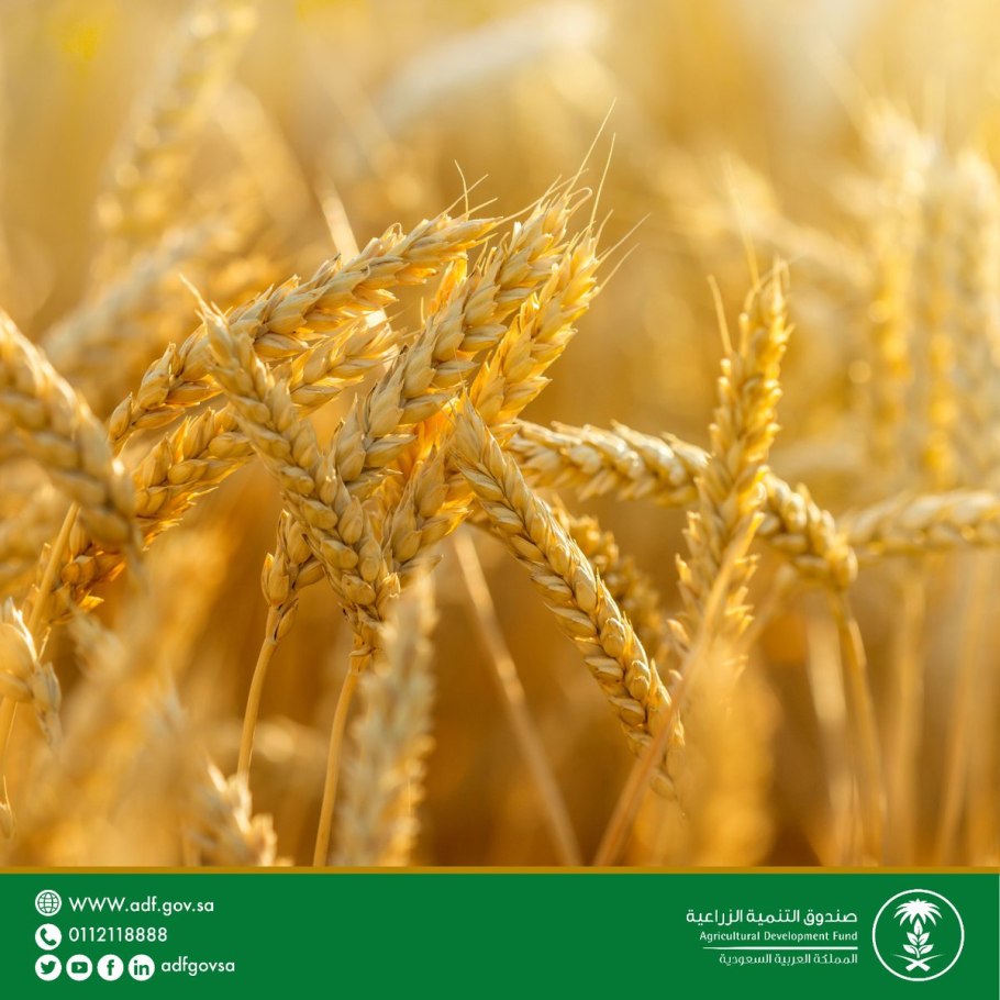 Пшеница за границу