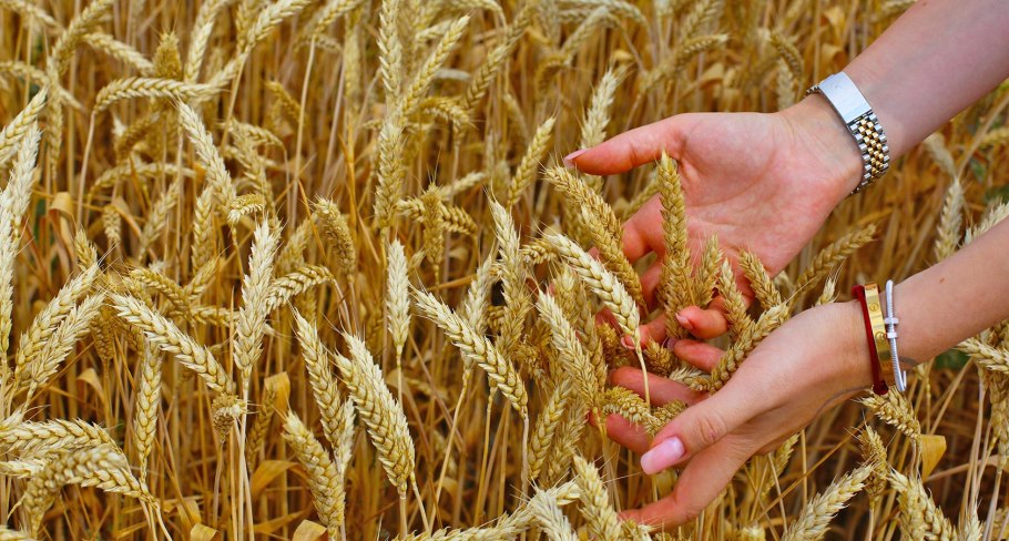 Семена овса скакун