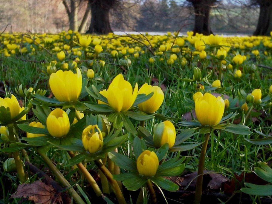 Первоцвет Eranthis (Эрантис)