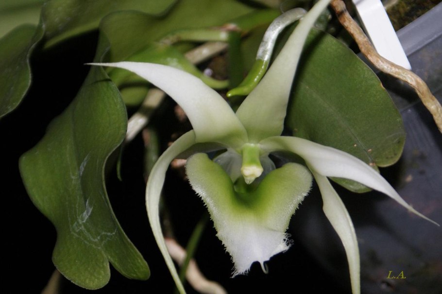 Aeranthes henricii