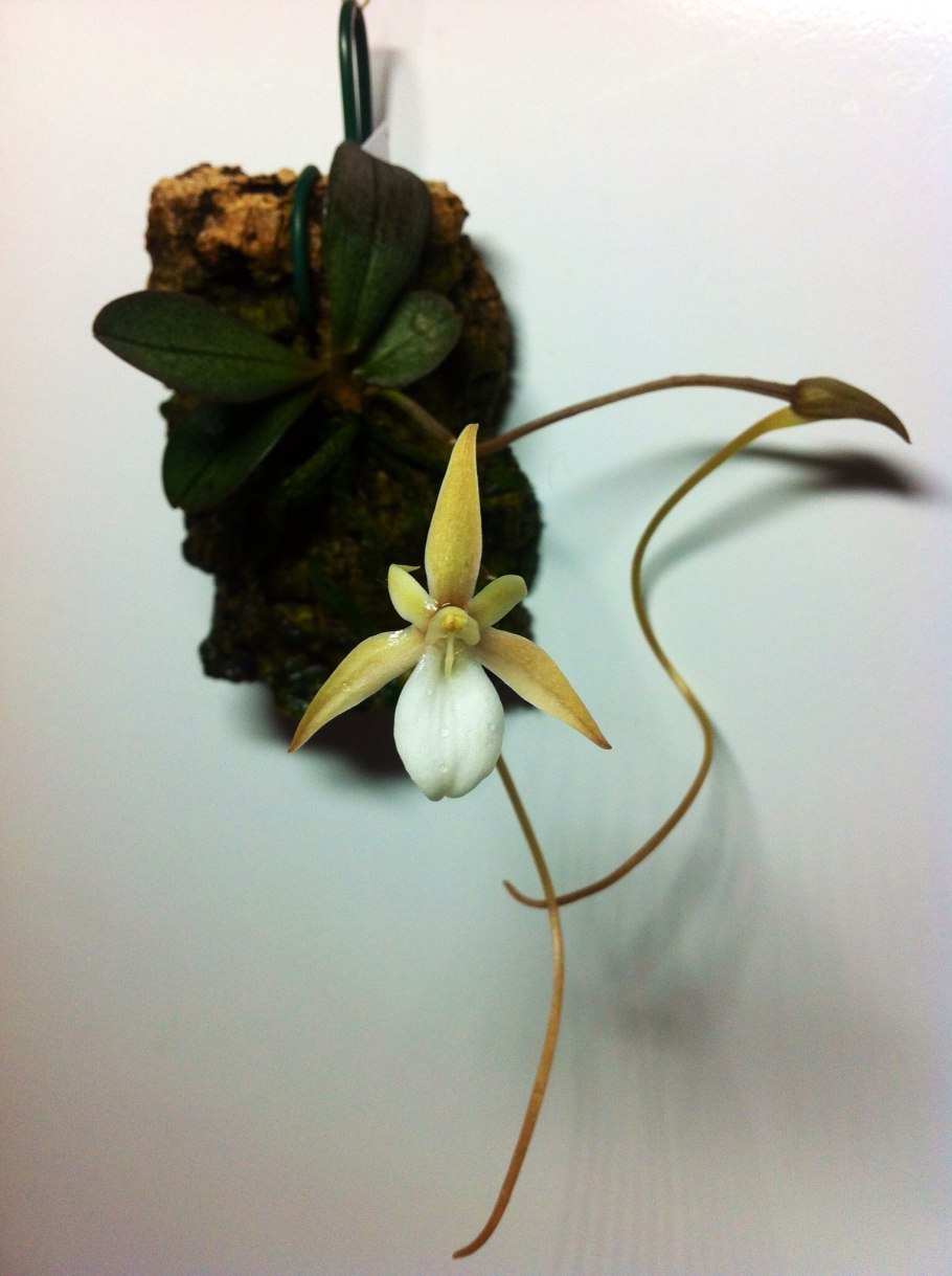 Весенник Киликийский