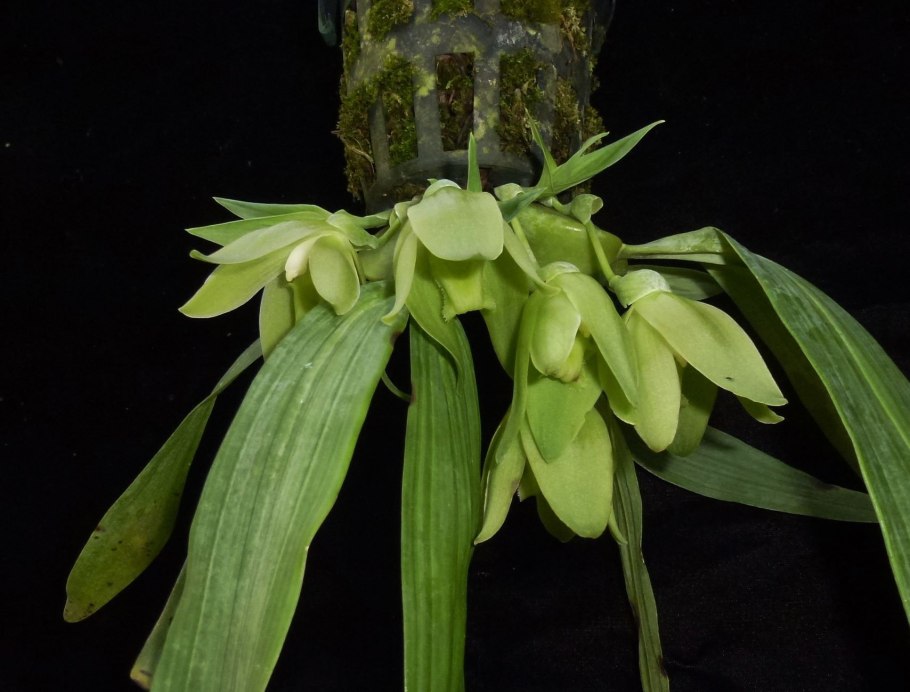 Аэрангис фастуоза