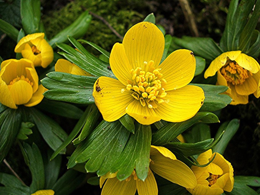 Первоцвет Eranthis (Эрантис)