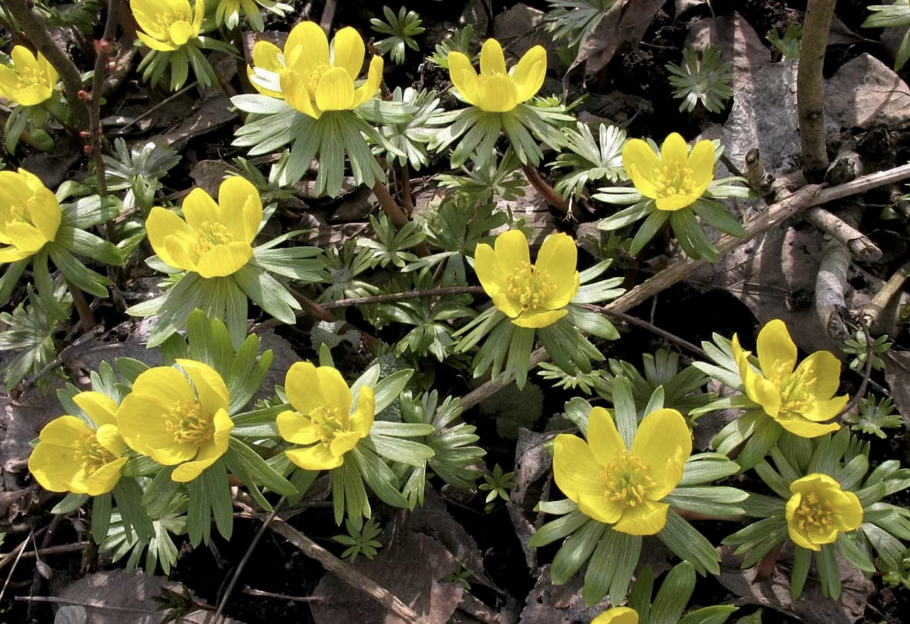 Эрантис (весенник) зимний