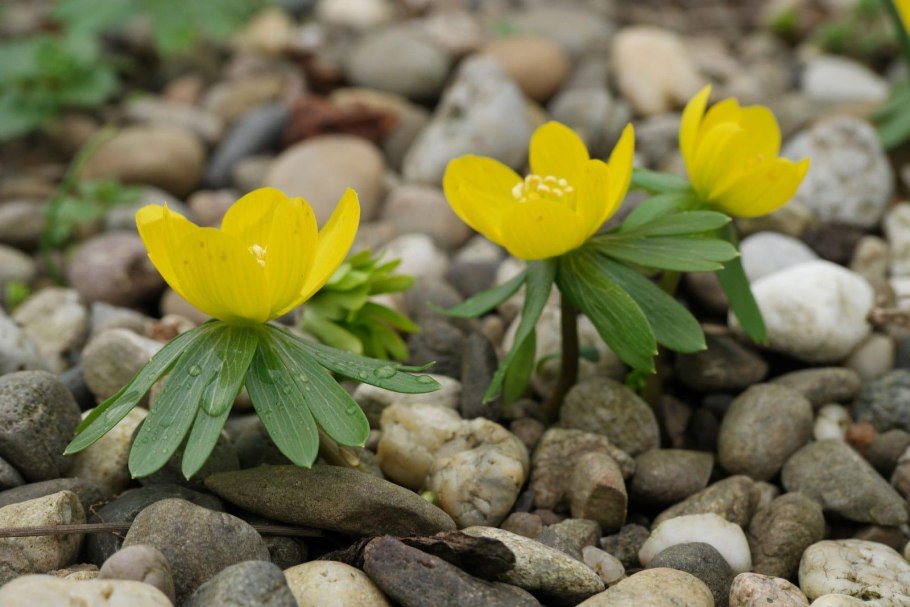 Aeranthes grandiflora × sib