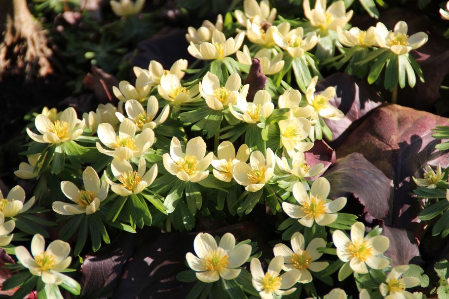 Первоцвет Eranthis (Эрантис)