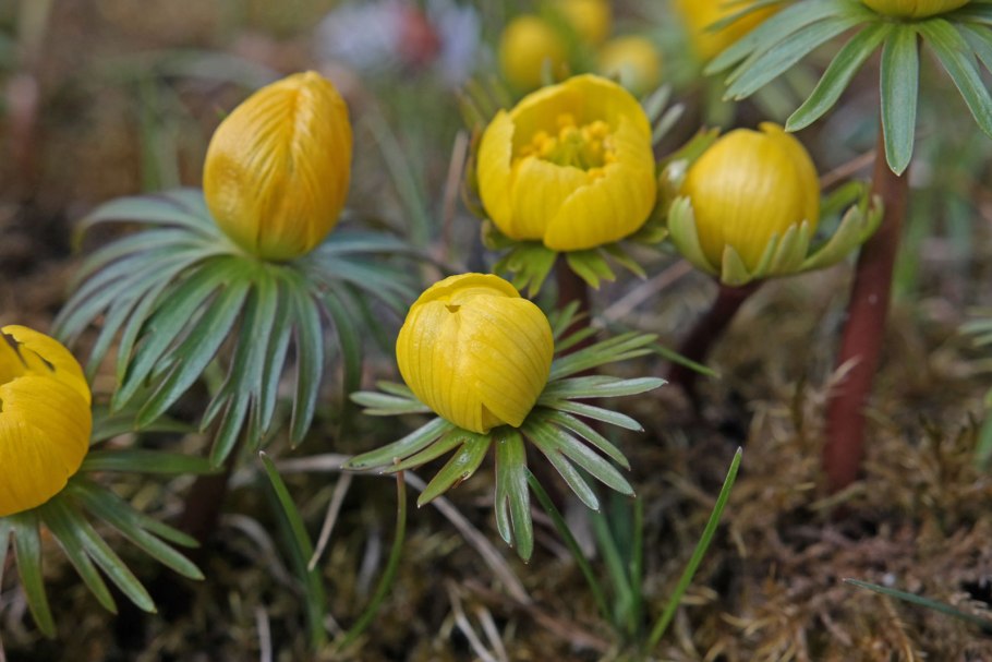 Эрантис весенник