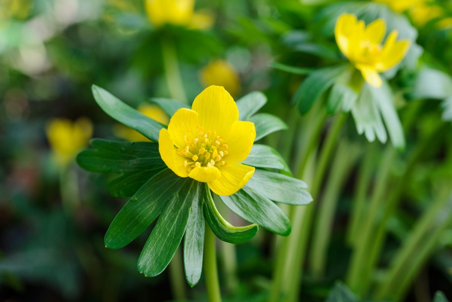 Eranthis longistipitata