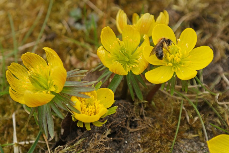 Эрантис весенник