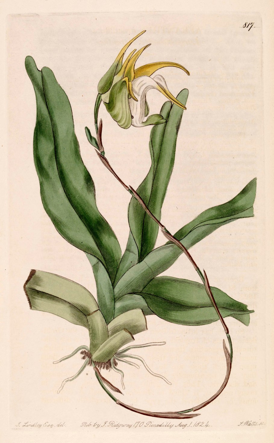 Aeranthes caudata