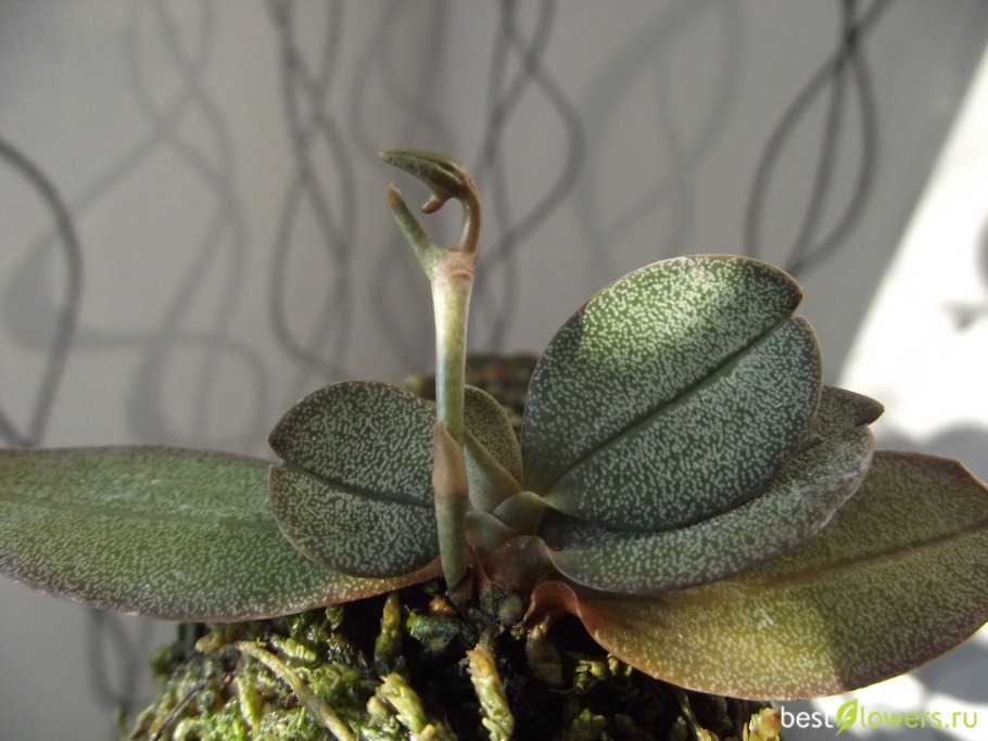 Aerangis mooreana lose