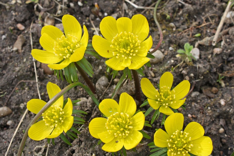 Эрантис Сибирский