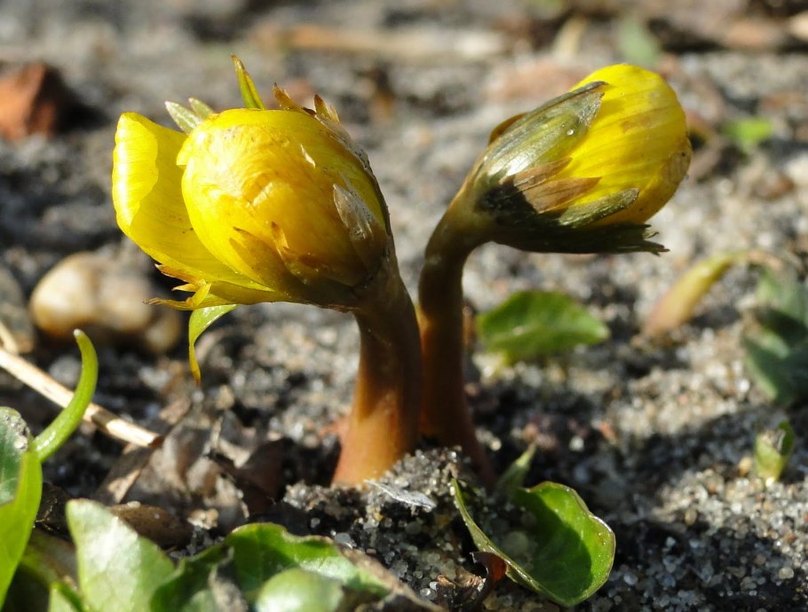 Ангрекум полуторафутовый Ботанические иллюстрации