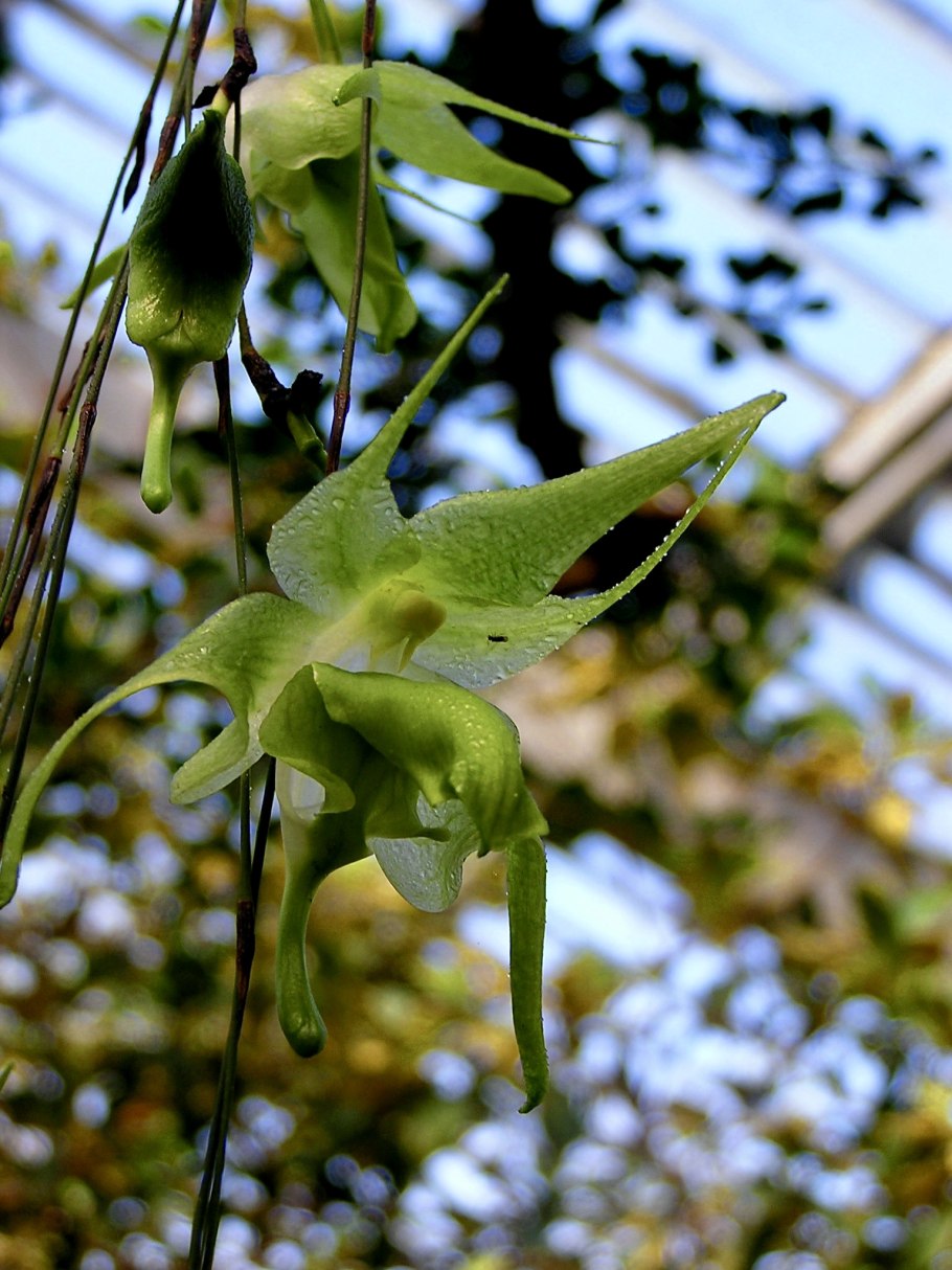 Первоцвет Eranthis (Эрантис)