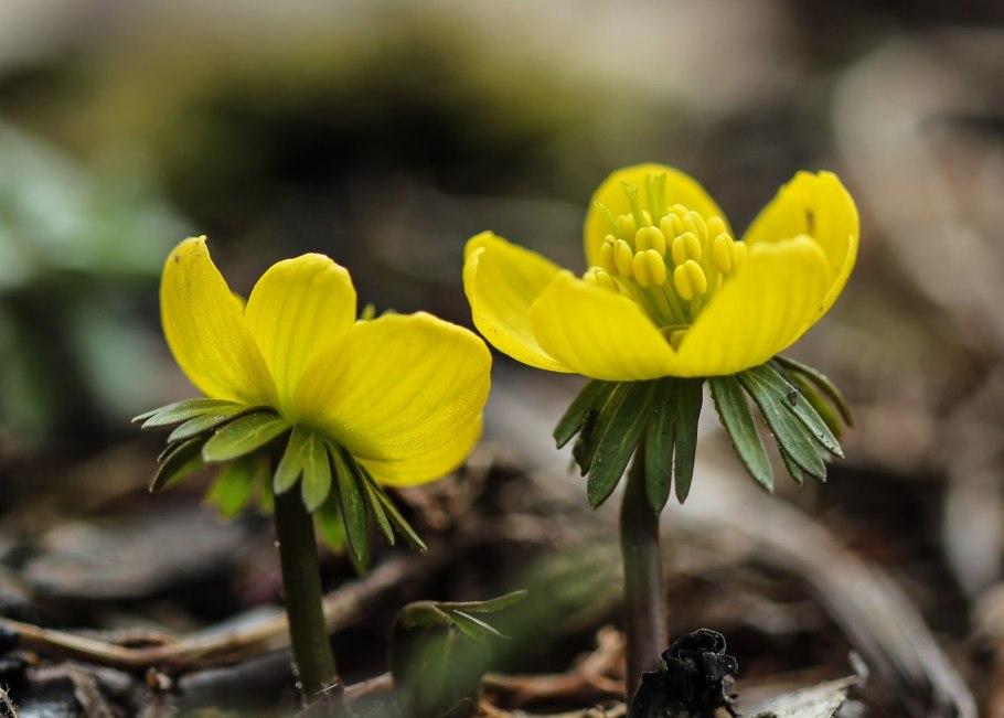 Эрантис Киликийский