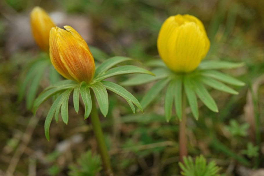 Весенник Киликийский