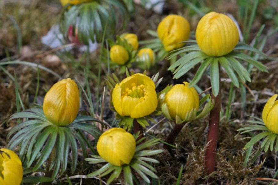 Henric Nyström орхидеи