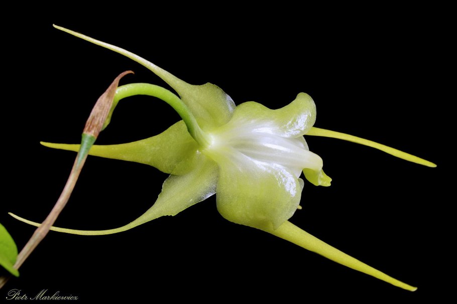 Эрантис (весенник) Eranthis hyemalis